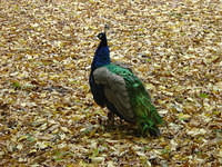 dsc00266.jpg